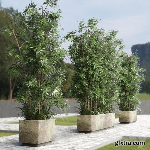 3dsky Pro - Collection Outdoor plant 49 concrete dirt old vase bax pot tree fern bamboo