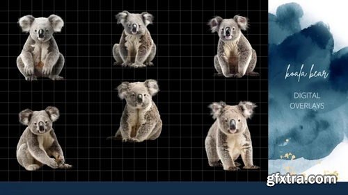 Finding North Education - Koala Bear Digital Overlays