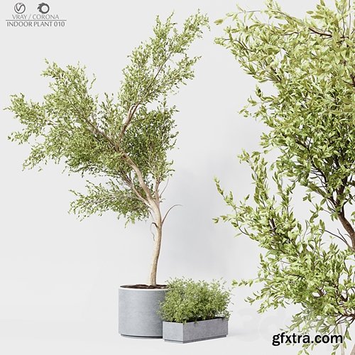 3dsky Pro - Indoor Plant 010