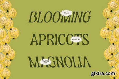 CreativeMarket - CS Marcia &ndash; Aesthetic Font