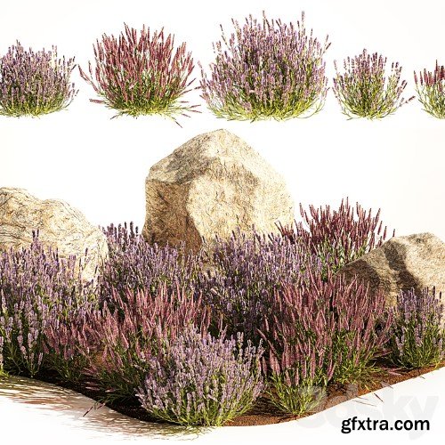 3dsky Pro - A set of lavender bushes for the garden and alpine slide, boulder, stone, catnip, sage, wild flowers. 1191