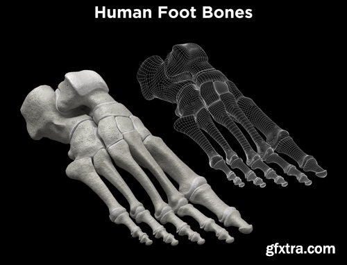 CGTrader - Foot bones - Skeleton Foot VR / AR / low-poly 3d model