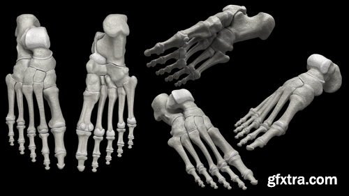 CGTrader - Foot bones - Skeleton Foot VR / AR / low-poly 3d model