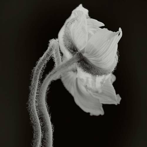 'Audiio - Am I A Ghost - Juniper Vale'