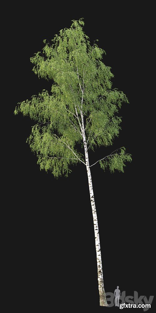 3dsky Pro - Birch forest part 7 (23.8-24.8m)