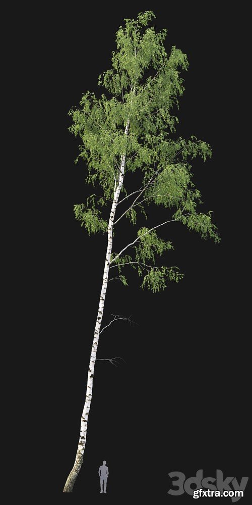 3dsky Pro - Birch forest part 7 (23.8-24.8m)
