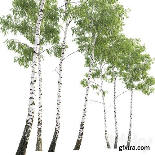 3dsky Pro - Birch forest part 7 (23.8-24.8m)