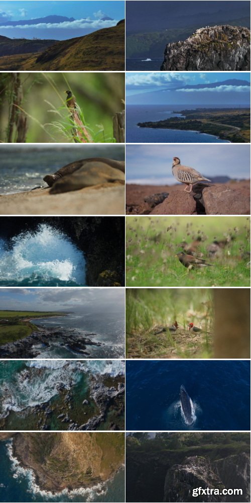 ArtList - Maui Magic - 4K ProRes UHQ Collections