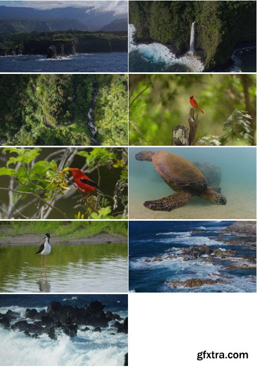 ArtList - Maui Magic - 4K ProRes UHQ Collections