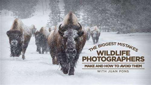 'KelbyOne - The Biggest Mistakes Wildlife Photographers Make and How to Avoid Them'
