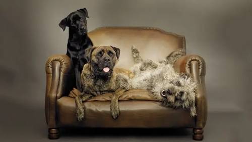 'CreativeLive - Animal Photography'