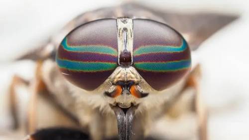 'CreativeLive - Macro Photography: Insects and Plant Life'
