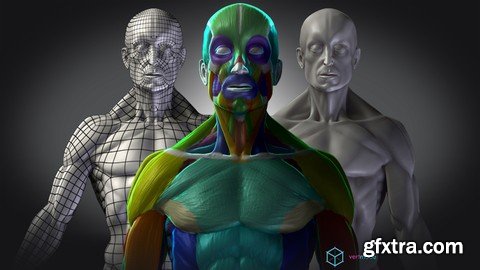 Udemy - Vertmode - Mastering Human Anatomy For 3D Artists