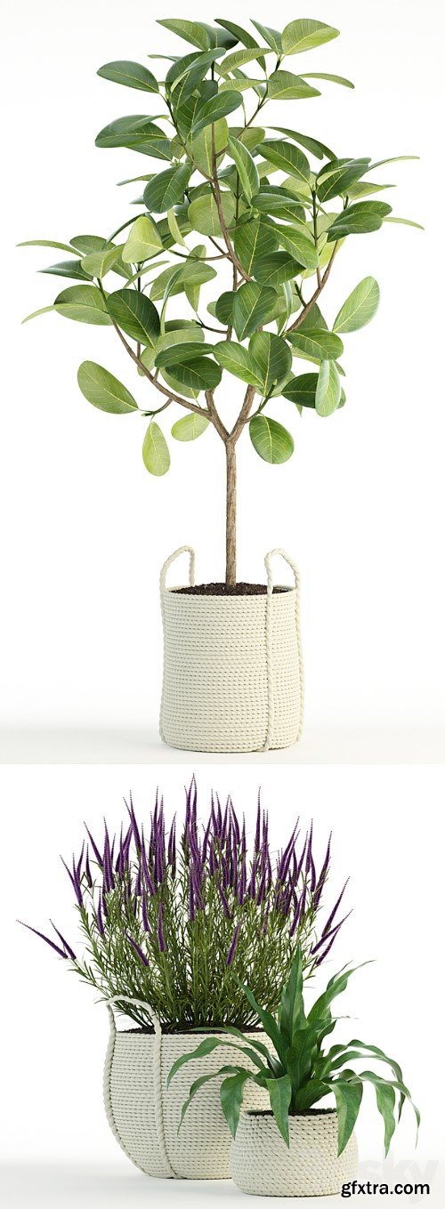 3dsky Pro - Plants collection 87