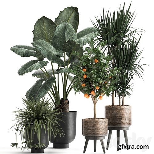 3dsky Pro -  Collection of plants in black pots and baskets with Alocasia, dracaena, orange tree, loft. Set 1002.