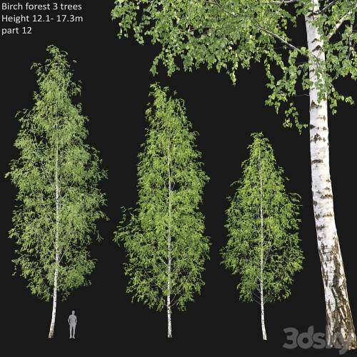 '3dsky Pro - Birch forest part 12'