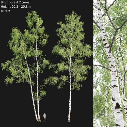 '3dsky Pro - Birch forest part 9'