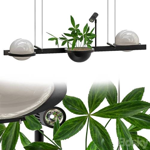 '3dsky Pro - Palma_Vibi'