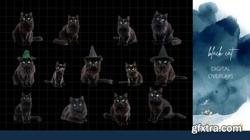 Finding North Education - Black Cat Digital Overlays