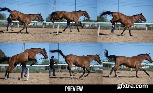 Artstation - 300+ Horses Reference Pictures