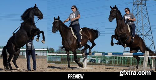 Artstation - 300+ Horses Reference Pictures