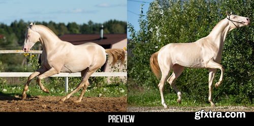 Artstation - 300+ Horses Reference Pictures