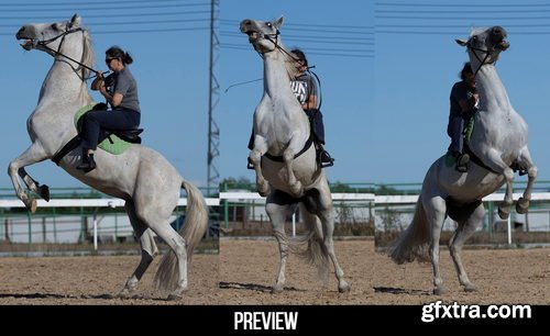 Artstation - 300+ Horses Reference Pictures