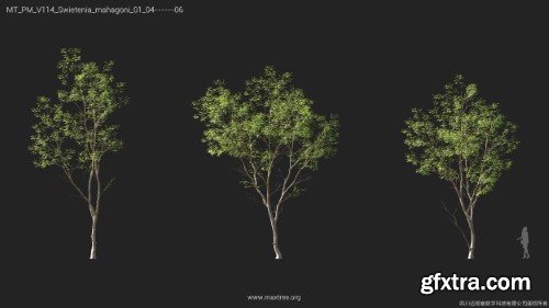 Maxtree - Plant Models Vol 114