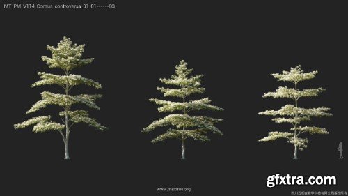 Maxtree - Plant Models Vol 114