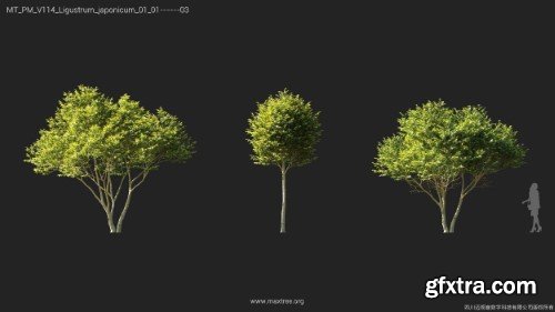 Maxtree - Plant Models Vol 114