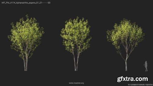 Maxtree - Plant Models Vol 114
