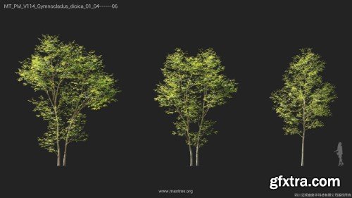 Maxtree - Plant Models Vol 114