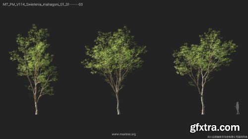 Maxtree - Plant Models Vol 114