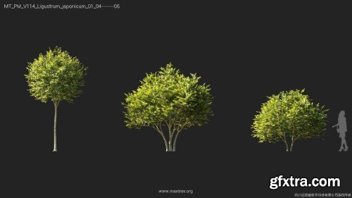 Maxtree - Plant Models Vol 114
