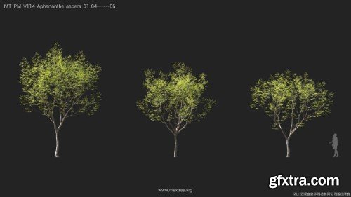Maxtree - Plant Models Vol 114