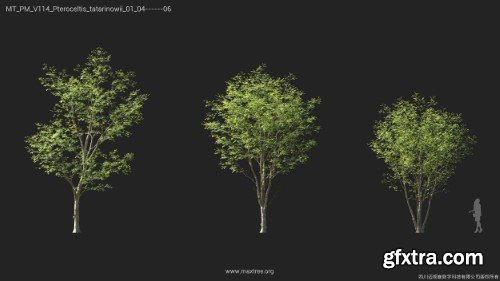 Maxtree - Plant Models Vol 114