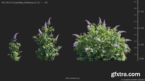 Maxtree - Plant Models Vol 112 Maxtree - Plant Models Vol 112