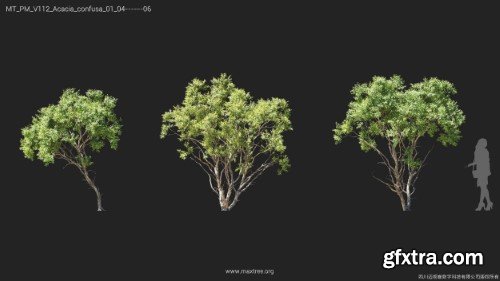 Maxtree - Plant Models Vol 112 Maxtree - Plant Models Vol 112