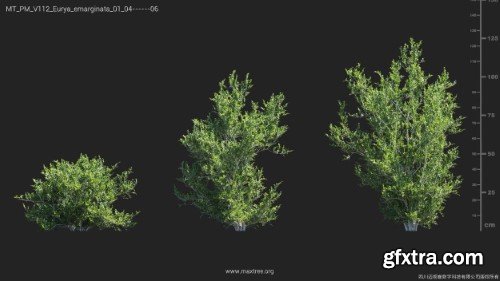 Maxtree - Plant Models Vol 112 Maxtree - Plant Models Vol 112