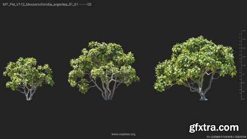 Maxtree - Plant Models Vol 112 Maxtree - Plant Models Vol 112