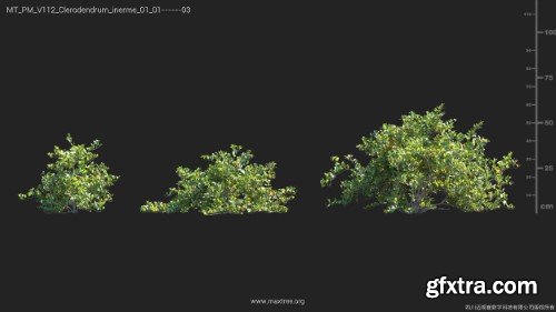 Maxtree - Plant Models Vol 112 Maxtree - Plant Models Vol 112