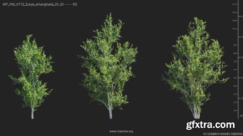 Maxtree - Plant Models Vol 112 Maxtree - Plant Models Vol 112