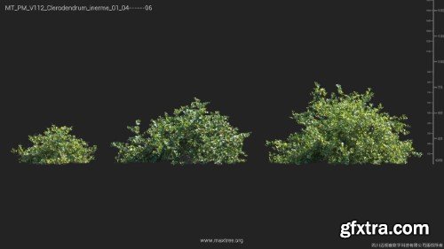 Maxtree - Plant Models Vol 112 Maxtree - Plant Models Vol 112