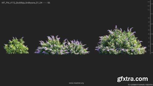 Maxtree - Plant Models Vol 112 Maxtree - Plant Models Vol 112