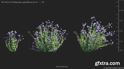 Maxtree - Plant Models Vol 112 Maxtree - Plant Models Vol 112