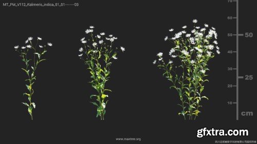 Maxtree - Plant Models Vol 112 Maxtree - Plant Models Vol 112