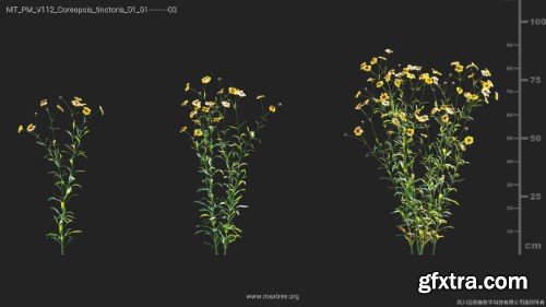 Maxtree - Plant Models Vol 112 Maxtree - Plant Models Vol 112