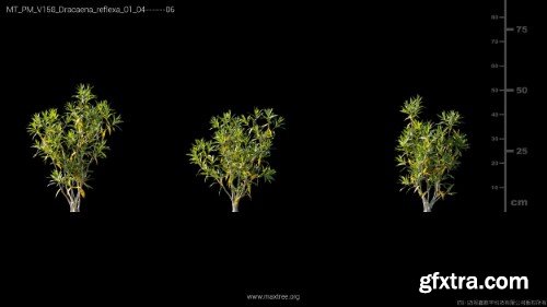Maxtree - Plant Models Vol 158