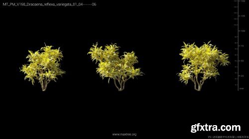 Maxtree - Plant Models Vol 158