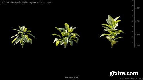 Maxtree - Plant Models Vol 158